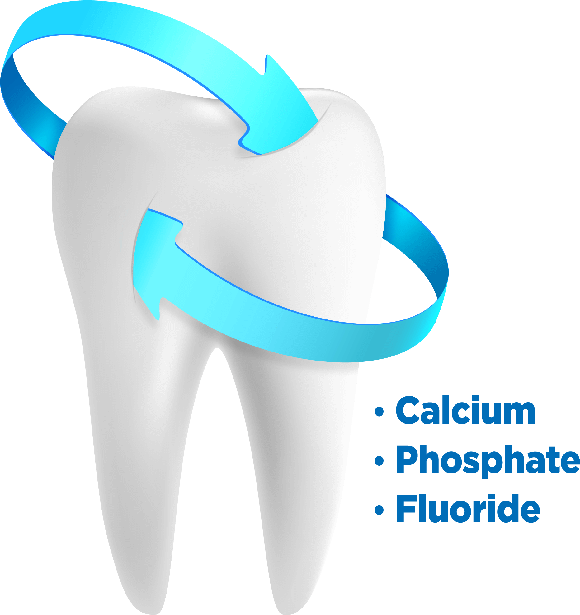 Fluoride works together with calcium and phosphate in saliva to prevent dental caries.